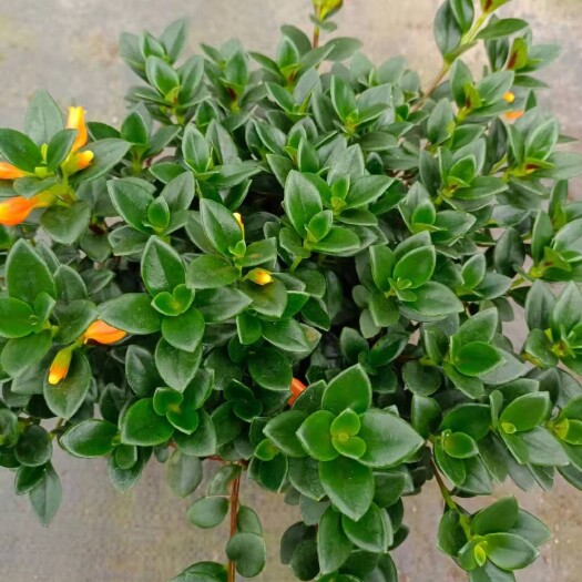 漳平市金鱼花吊兰盆栽
