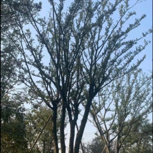 湘潭小叶朴树