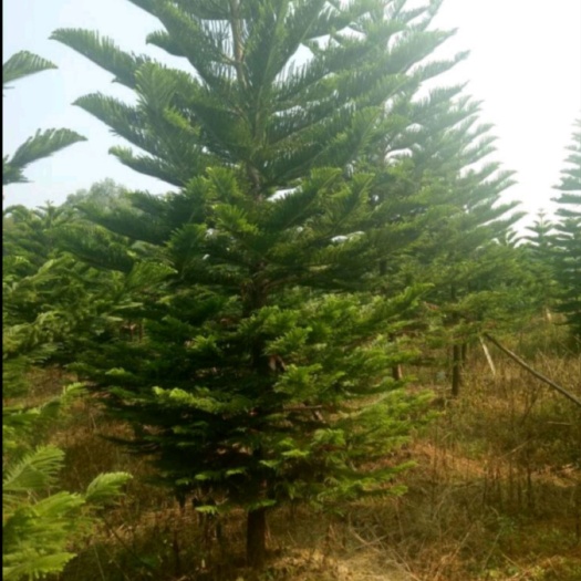 湘潭竹柏