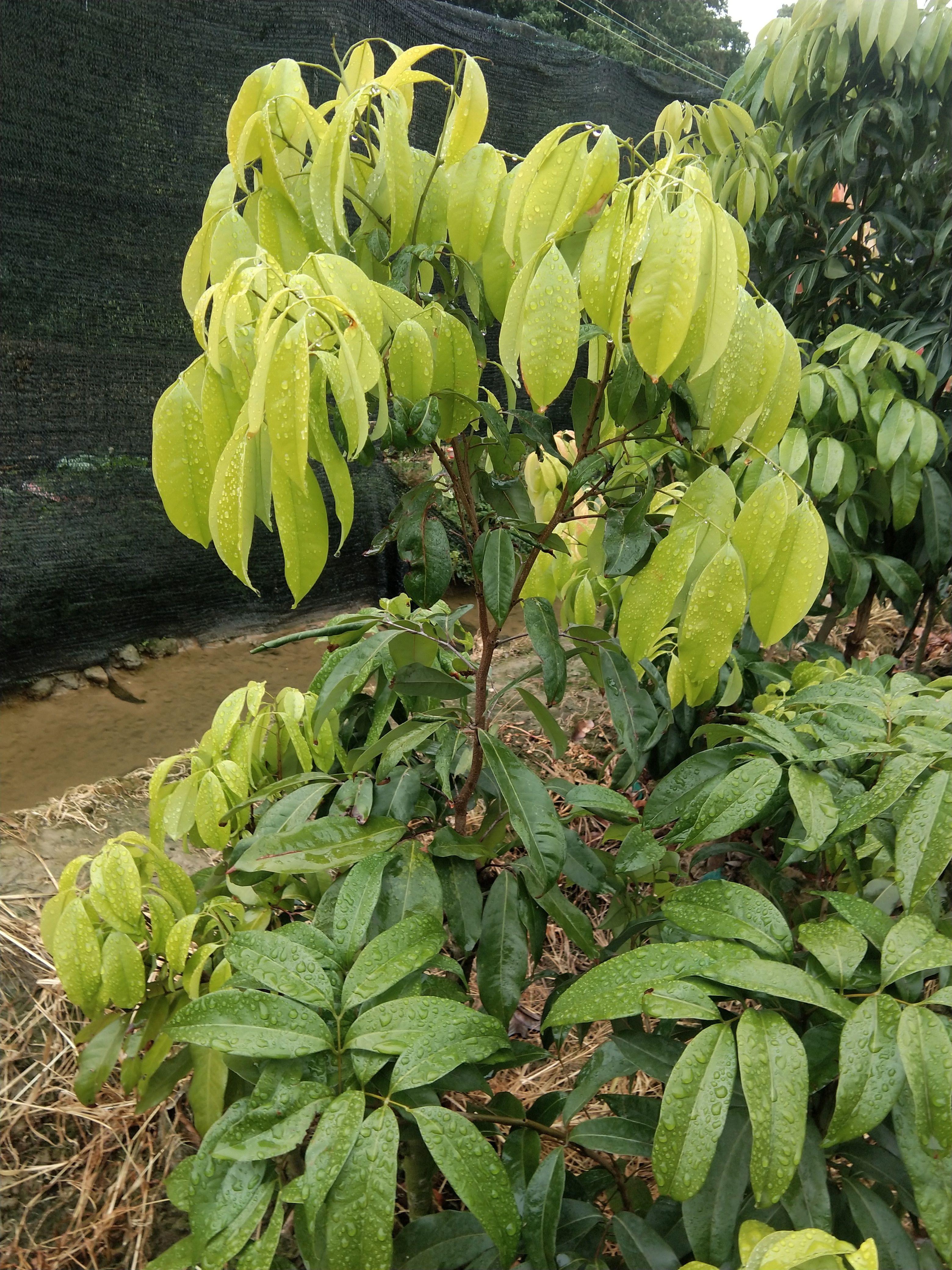 仙進奉荔枝大苗