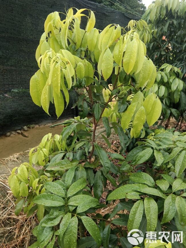 仙进奉荔枝大苗