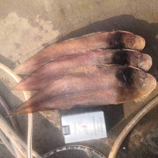 青岛舌头鱼