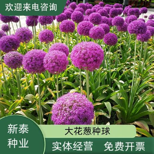 沭阳县大花葱种球荷兰耐寒花卉盆栽植物庭院地栽大葱花球根四季易活