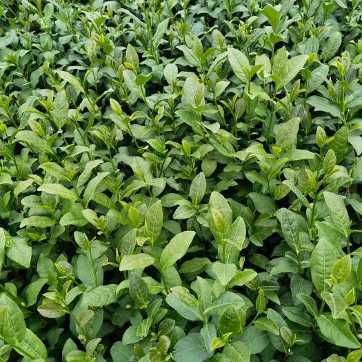 雅安福鼎大白茶苗，福鼎大白茶苗