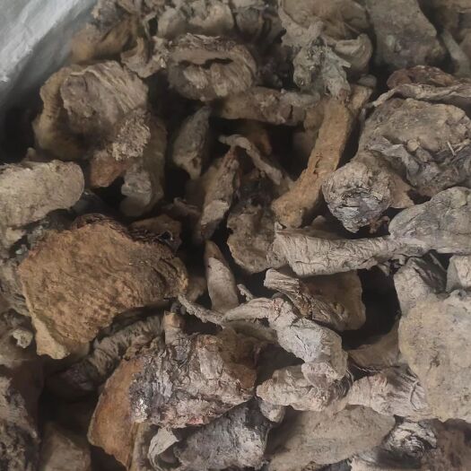 康县大黄 马蹄大黄 大黄干货 一手货源产地直供