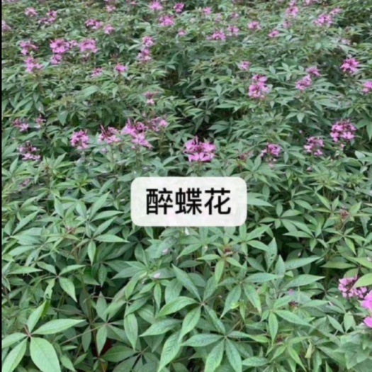 湘潭醉蝶花1.3