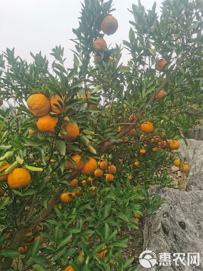 水果椪柑，又名芦柑