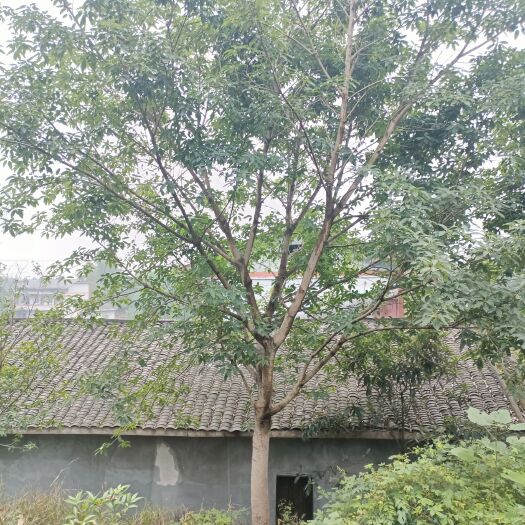 重庆市大叶榕黄葛树