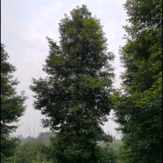 湘潭桢楠