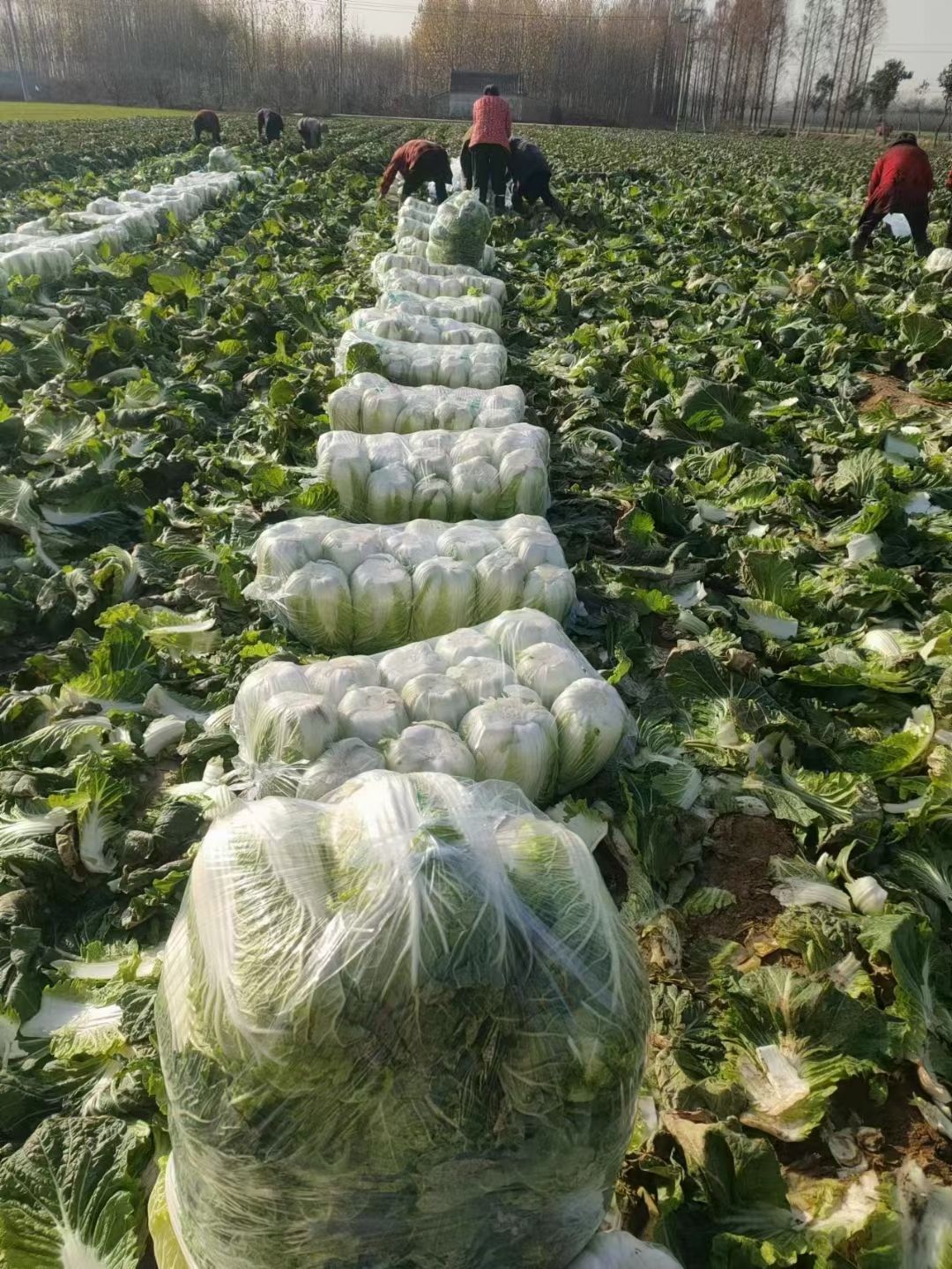 菊錦大白菜-基地直供-貨源充足