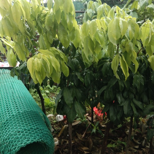 东莞市仙进奉荔枝大苗