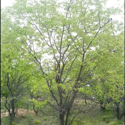 株洲山杏苗