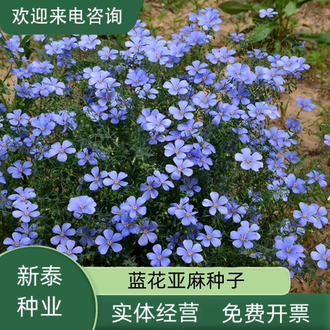 沭阳县蓝花亚麻种子耐寒耐阴春秋播种多年生园林景观花坛庭院花卉种子
