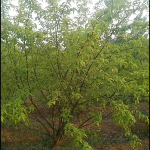 株洲山茱萸苗