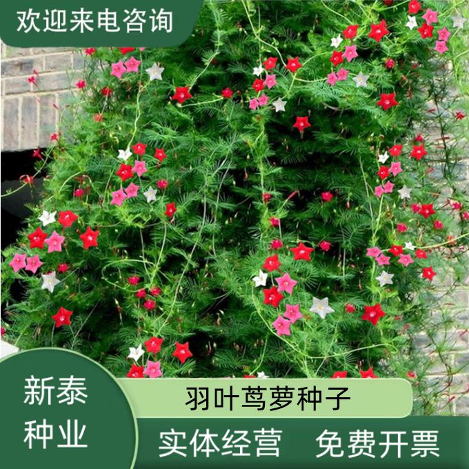 羽叶茑萝花种子易活室外庭院爬藤攀援植物圆叶茑萝五角星花种子