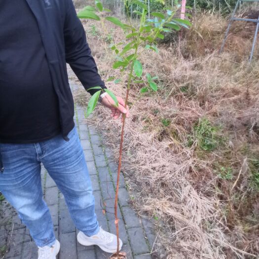 奉新县楠木杯苗/江西楠木杯苗