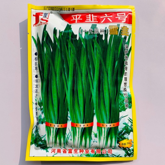 沭阳县韭菜种子平韭六号韭菜生长旺盛肥厚鲜嫩抗寒性强冬季不休眠韭菜种
