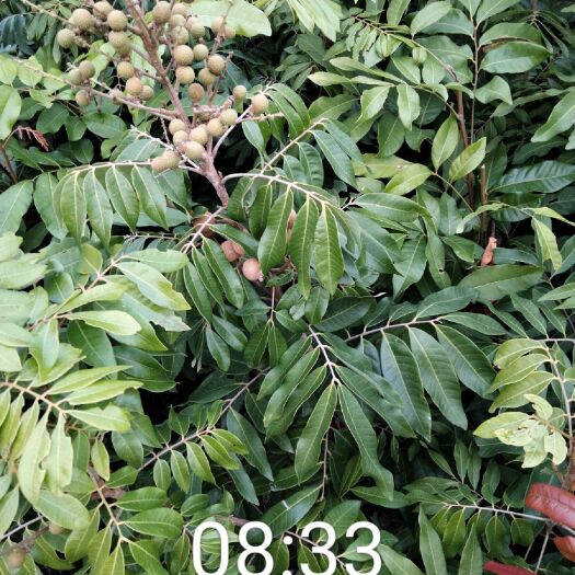 双季龙眼