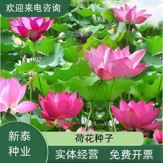 沭阳县荷花种子红荷花莲子种子高 产莲藕种苗食用池塘观赏河道绿化盆
