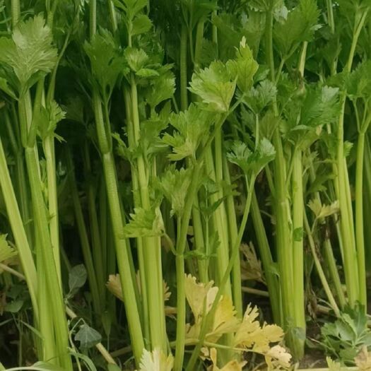 蒲城兴镇尖角村，(西芹)大量有货 温室大棚0.5上车，