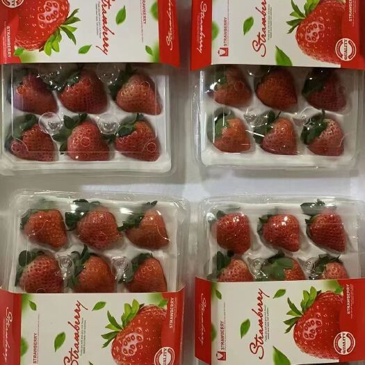 长丰县长丰红颜草莓
