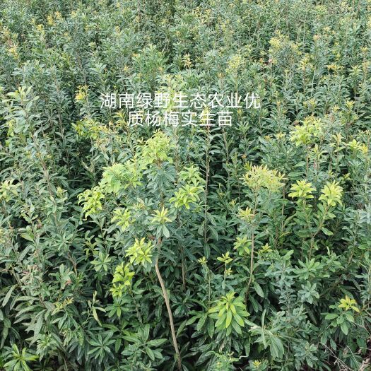 靖州县杨梅苗 2年优质杨梅实生苗枝杆粗壮