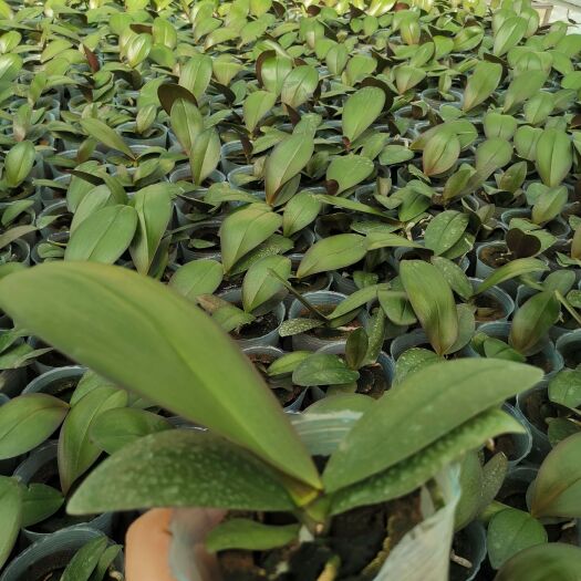 杭州蝴蝶兰苗，28个品种，1.7，3.0杯各种规格现苗
