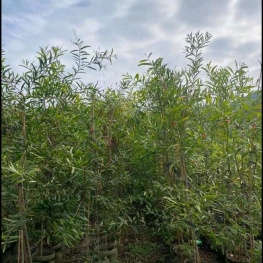 株洲相思