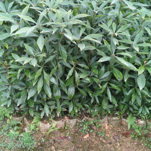 成都小叶桢楠