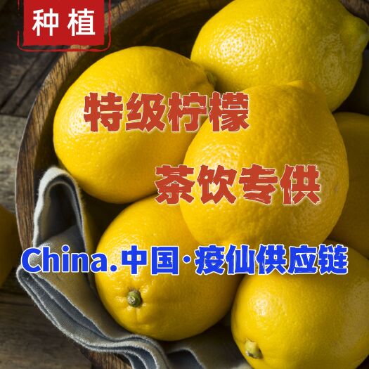 漳州特等柠檬·来自疫仙试验种植第8号基地