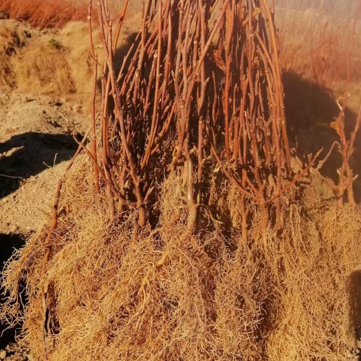 白山大量出售五味子苗量大优惠。需要的联系。