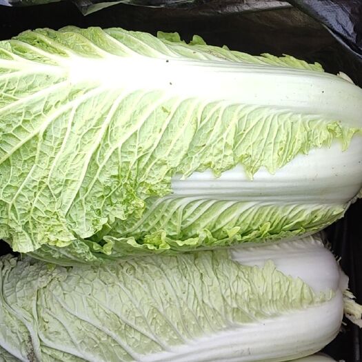 定兴县京新3号白菜，薄棒绿菜