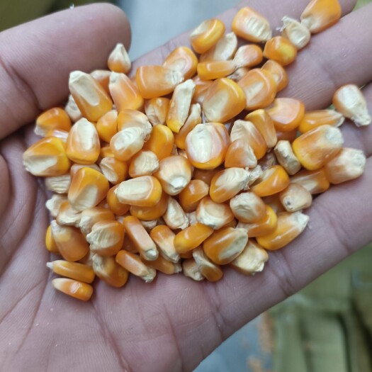 瑞丽市玉米现货 干玉米 玉米粒 黄玉米 缅甸玉米 云南玉米 饲料