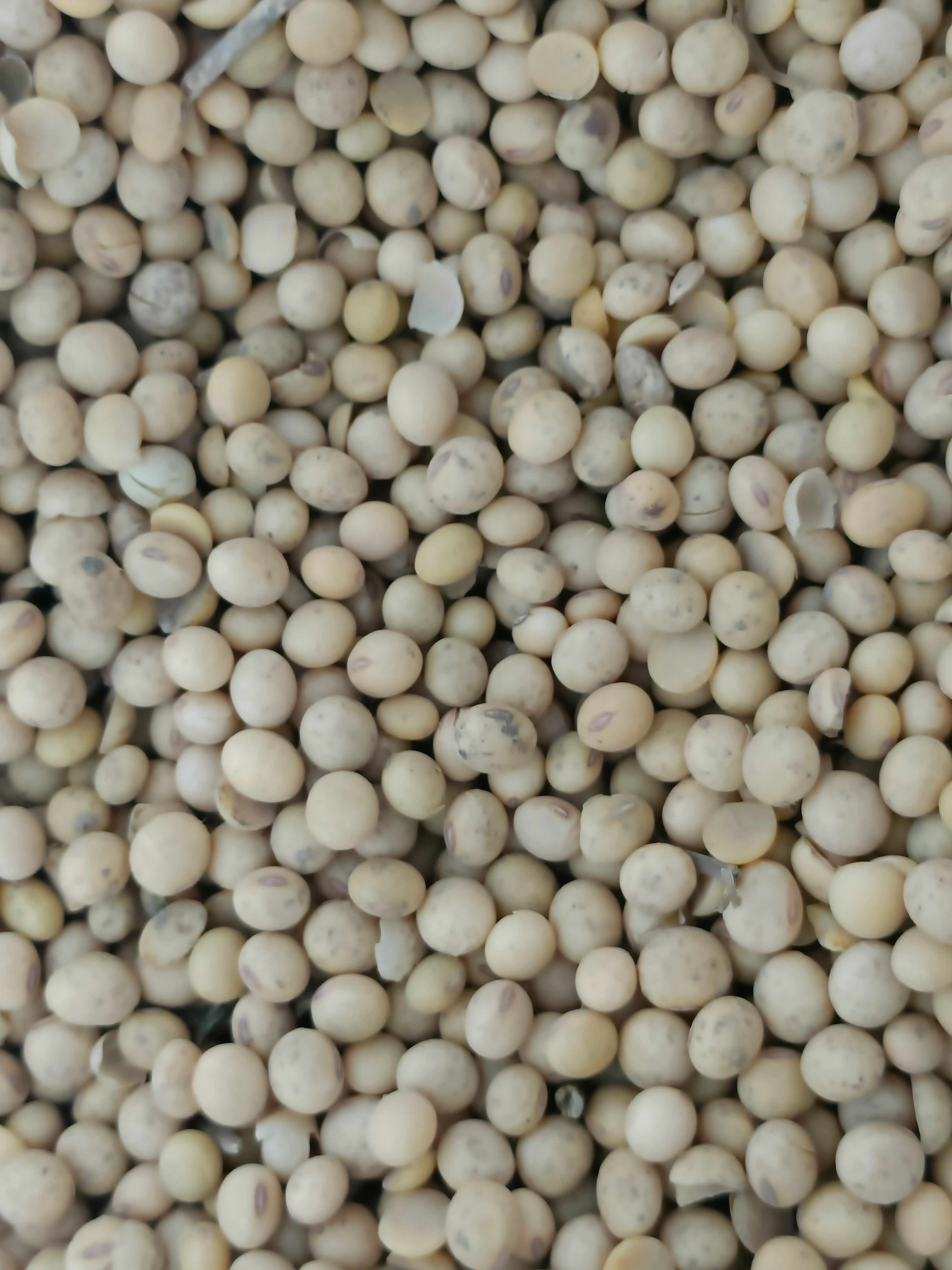 小子黄豆  豆腐用大豆