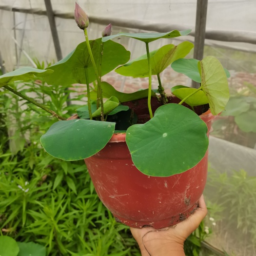 上海碗莲种苗碗莲种子批发