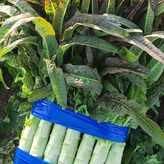 郯城县永安莴笋-基地直供-视频看货-量大从优。
