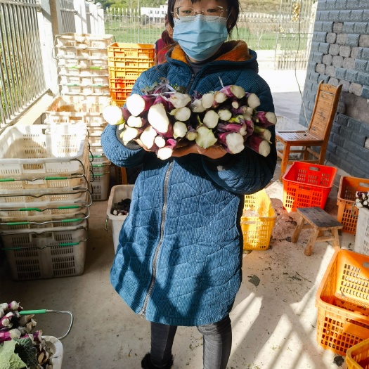 红油菜苔，油菜苔！紫菜苔！