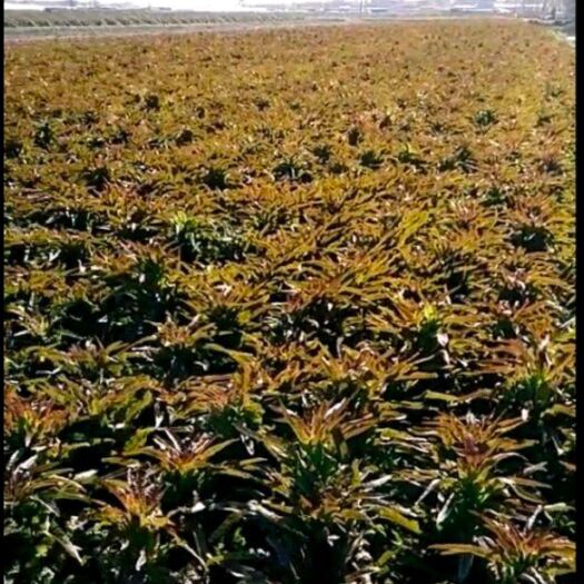 郯城县红叶莴苣-基地直供-货源充足-保证质量。
