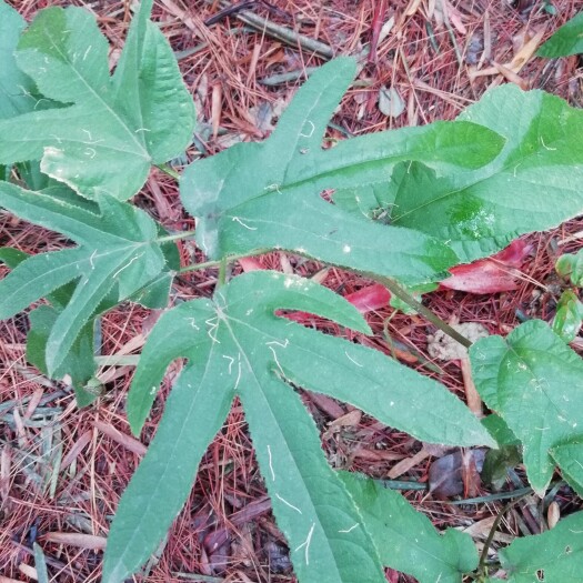 韶关深山老林五指毛桃