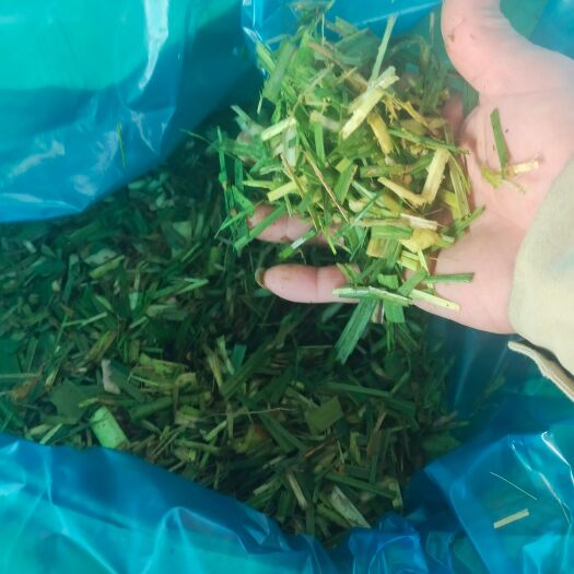 来宾苣茵草、甘蔗尾叶散料，打包料