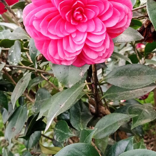 雅安茶花苗