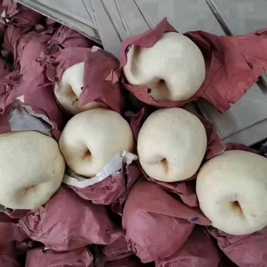 大荔县白酥梨