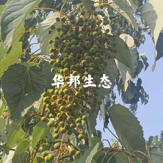 洋县毛叶山桐子苗