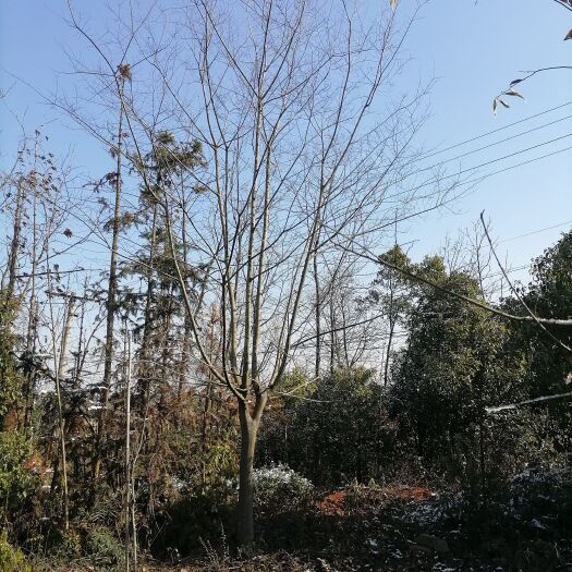 枞阳县朴树18—25