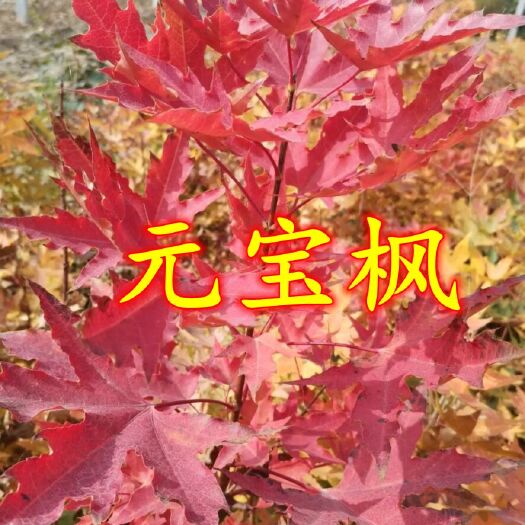 元宝枫 五角枫 元宝枫小苗 枫树