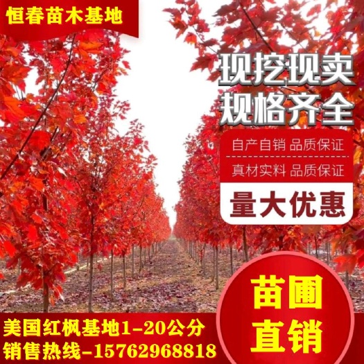 郯城县美国红枫 秋火焰 红点 红冠红枫