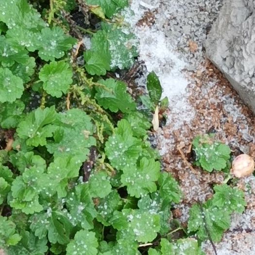 阳新县益母草