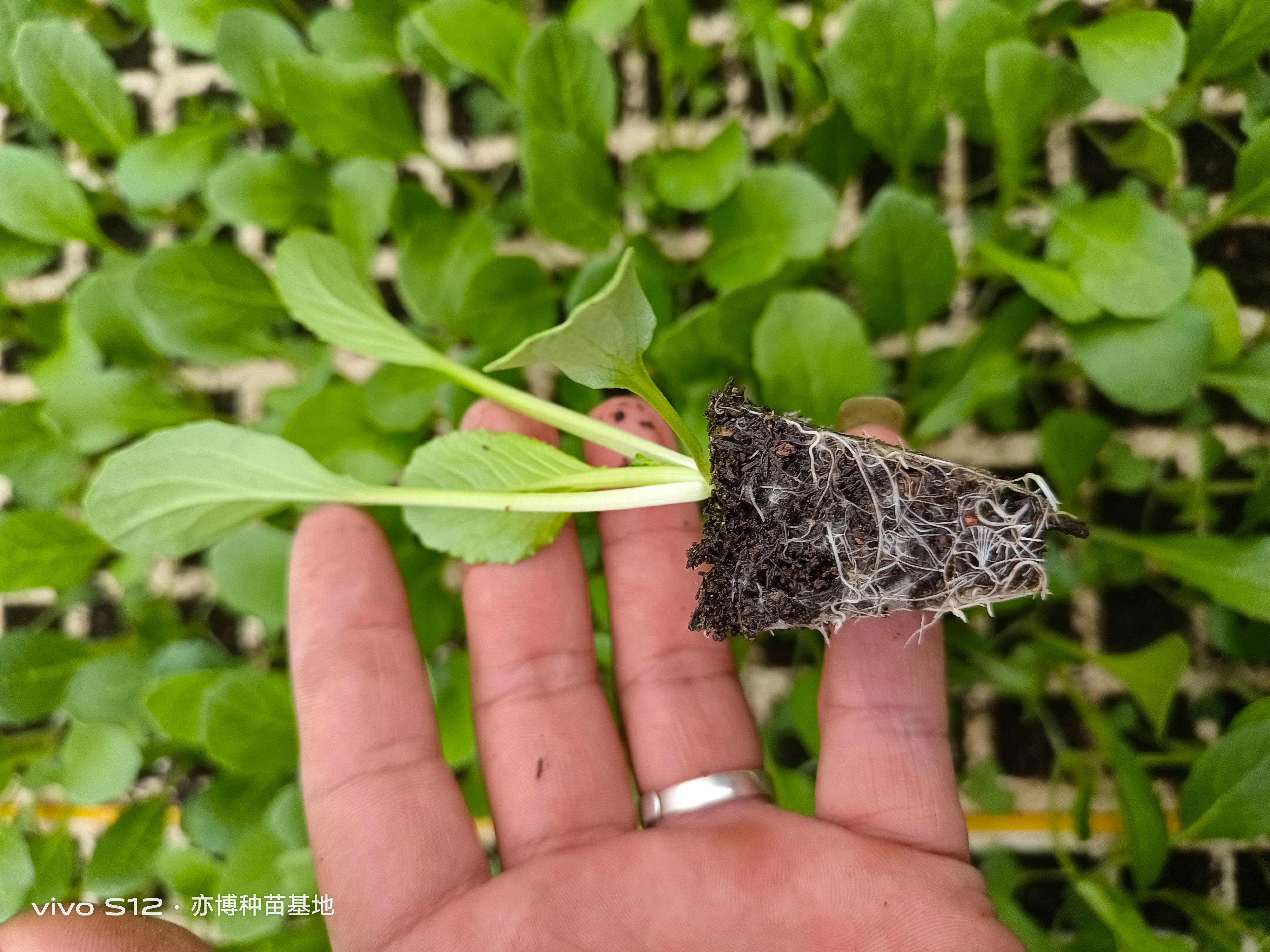 连州菜心苗（苔菜苗）