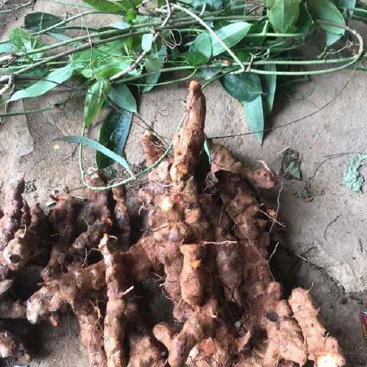筠连县土茯苓