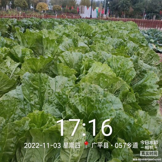 广平县本地大白菜，叶鲜肉嫩，叶多帮少，囗感好，还有白萝卜